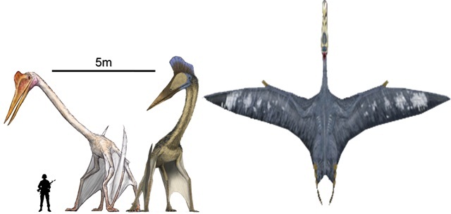 hatzegopteryx.jpg